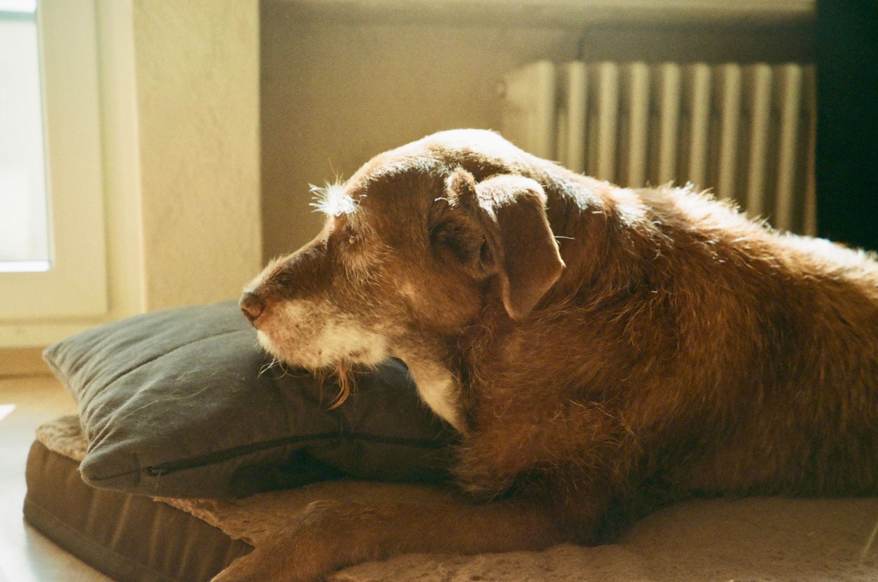 Dog resting peacefully in sunlight