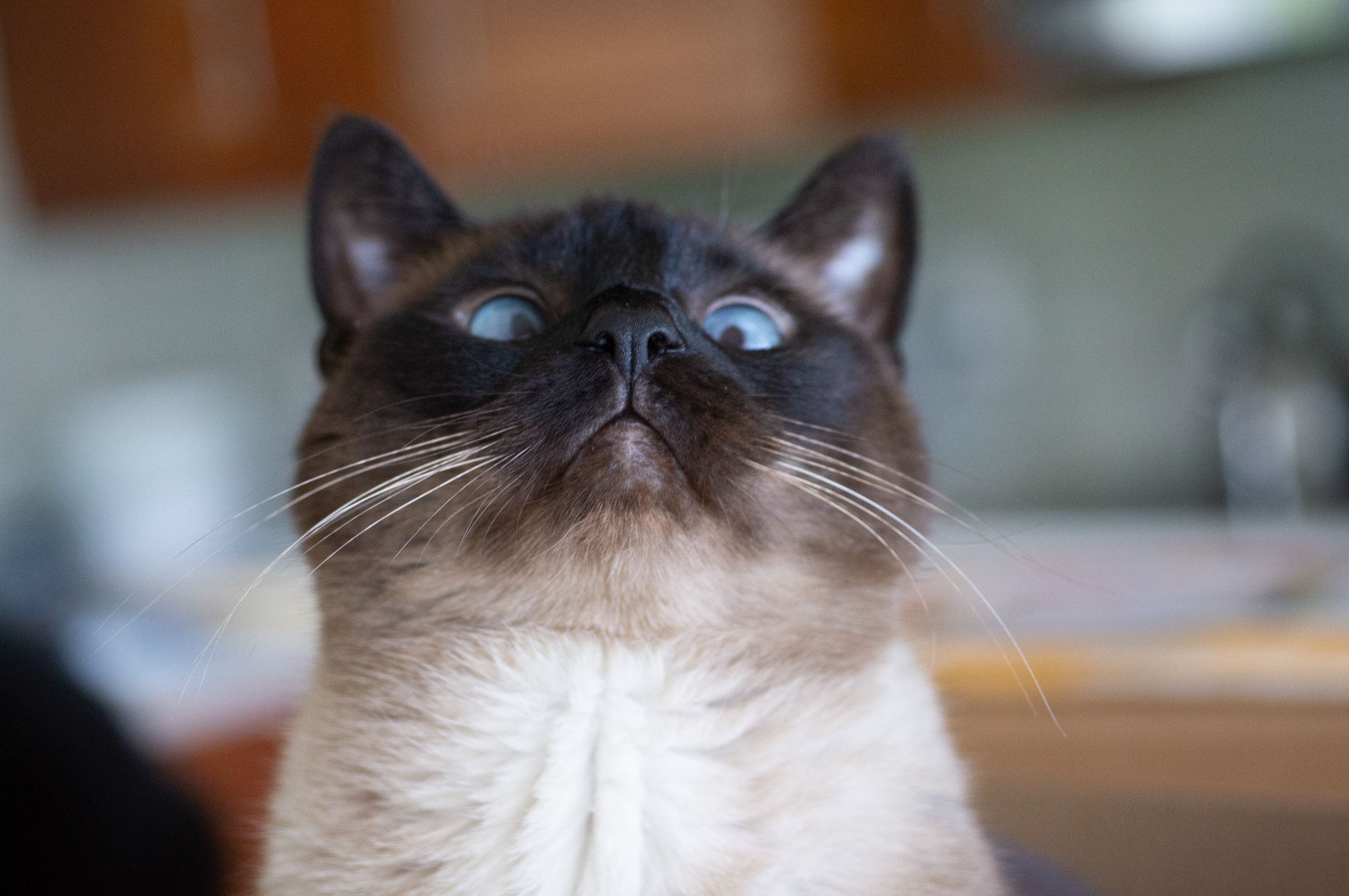 Siamese cat with blue eyes
