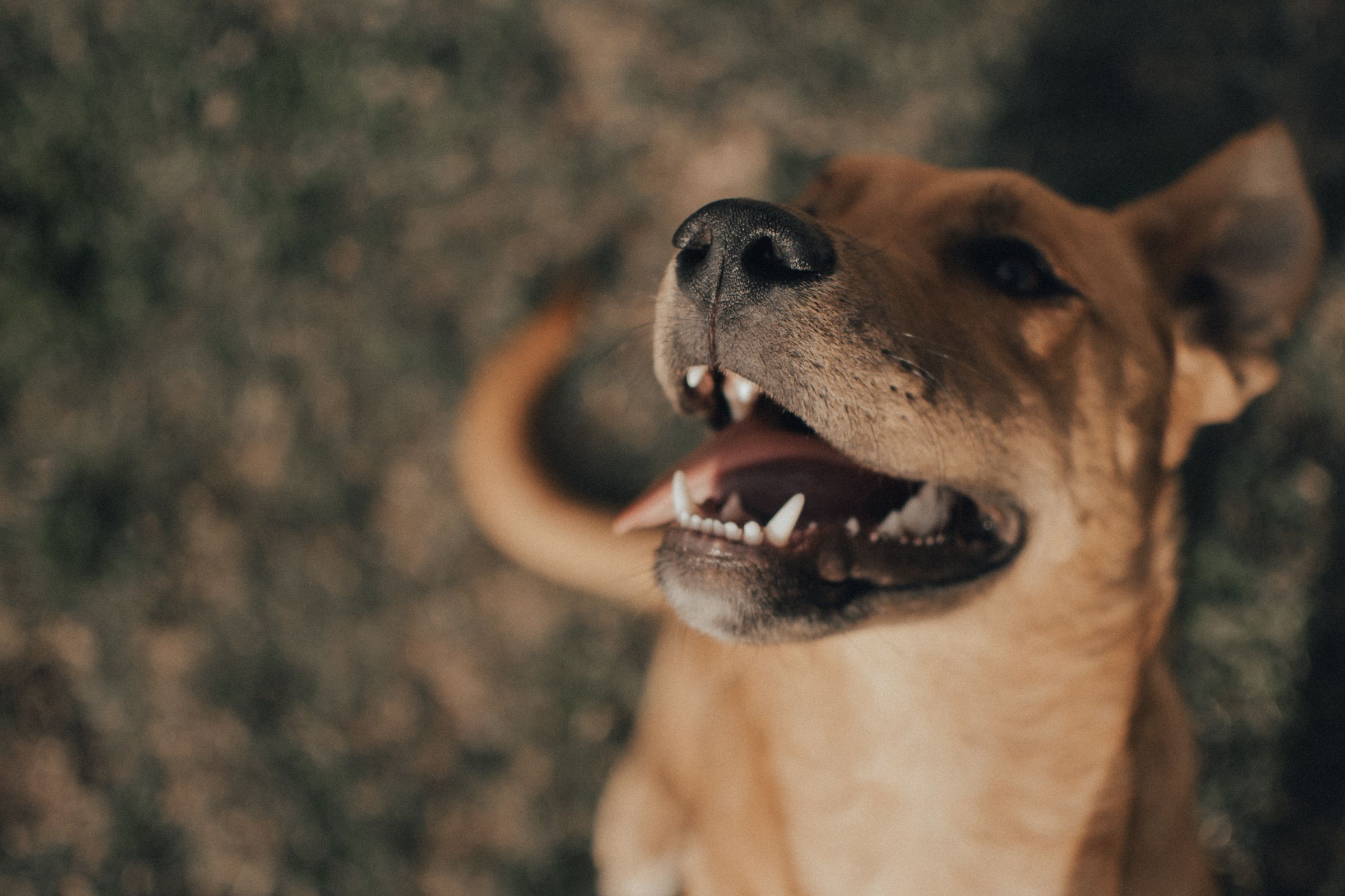 Happy dog showing clean teeth