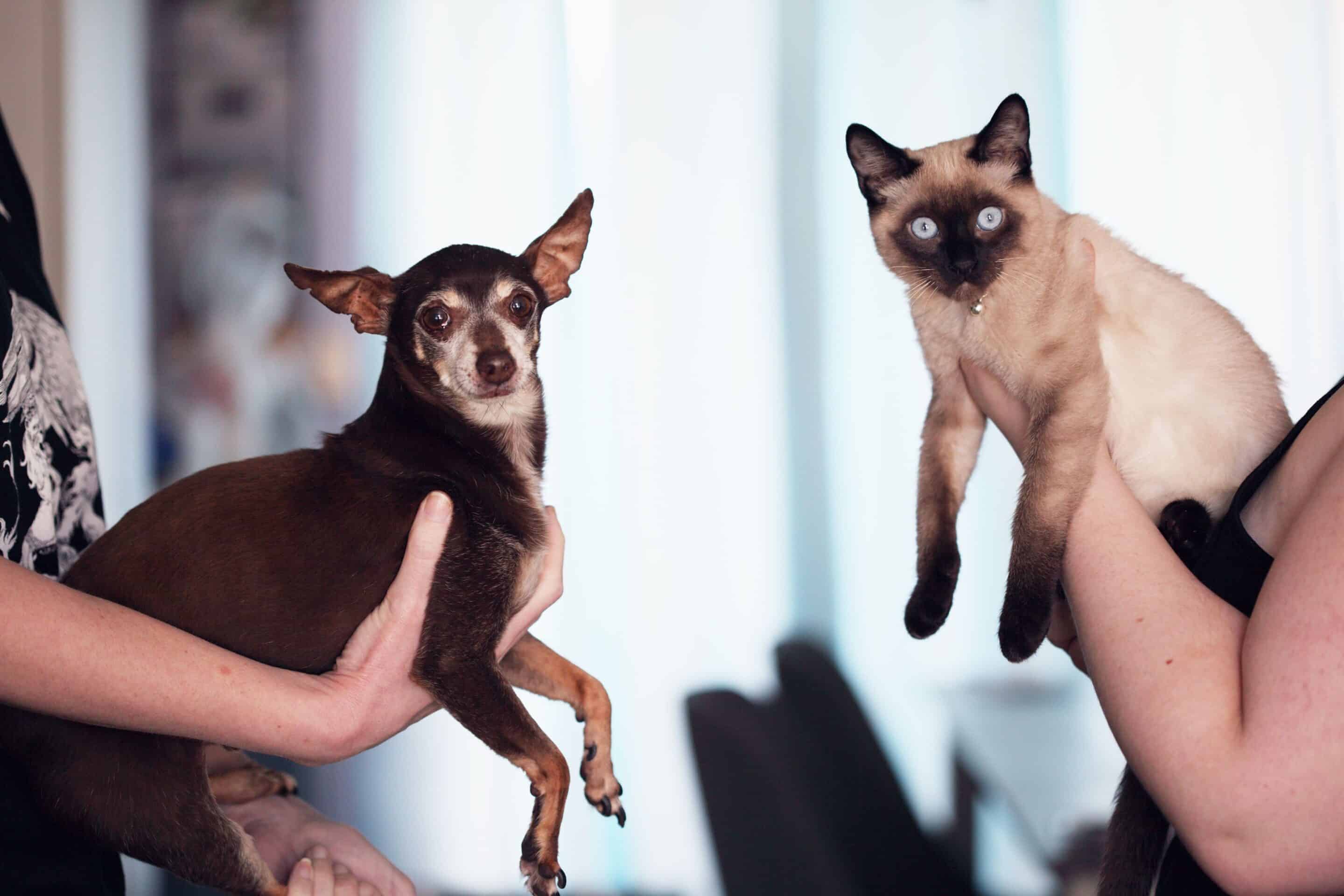 Happy dog and cat held by their people