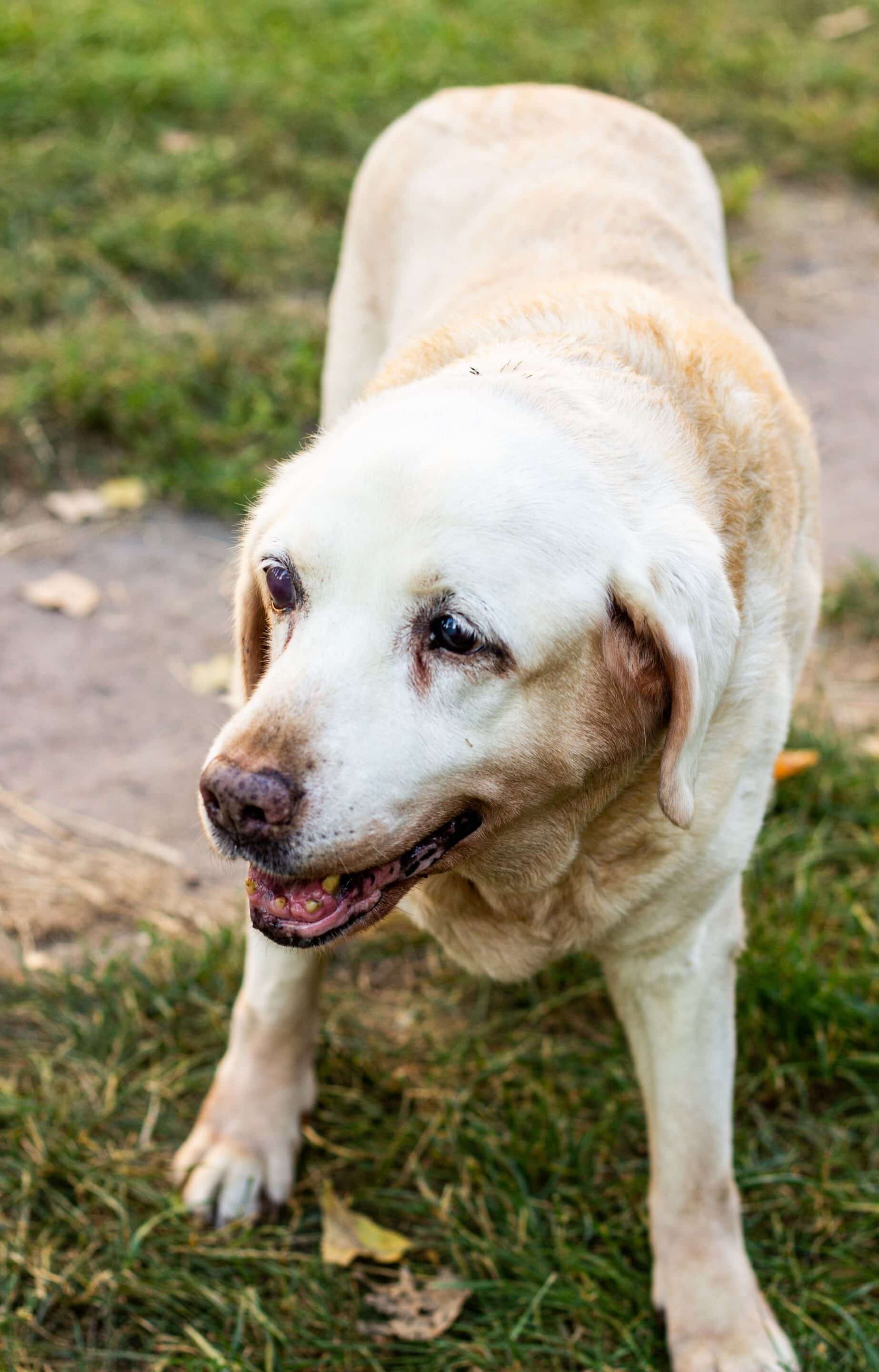 Senior Labrador enjoying the yard