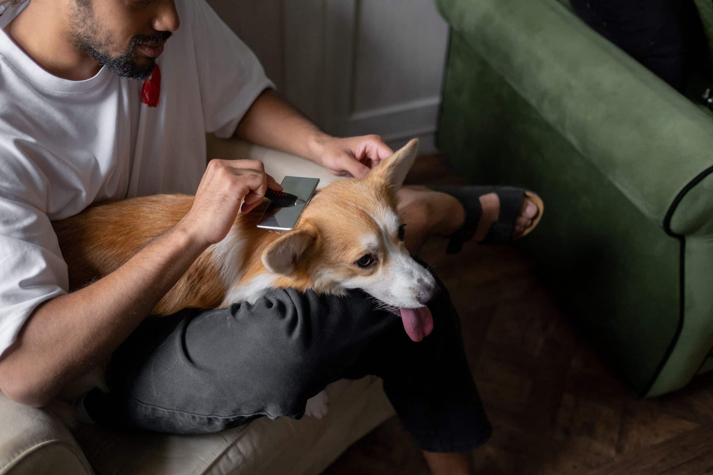 Brushing a corgi's glossy coat